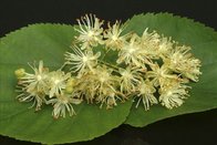 Qualified Tilia Cordata Extract, Linden flower Extract, 10:1 TLC, Flavones  0.5%, Chinese manufacturer, Shaanxi Yongyuan