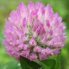 Red Clover Extract, soflavones 2.5% 8% 20% 40% HPLC, Chinese exporter with high quality, sShaanxi Yongyuan Bio-Tech