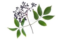 Black Elderberry Extract, Anthocyanin, Anthocyanidins,  European elderberry Extract, Black elder powder，Yongyuan Bio