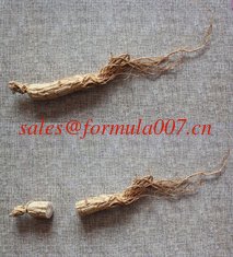 China natural herbal medicinal edible plant TCMs Chinese ginseng wild ginseng wholesale supplier