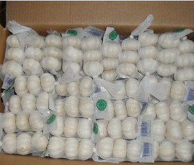 China 5.5cm Pure White Garlic supplier