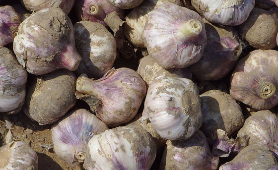 China Stock Garlic Prices Slump, Fresh Garlic Prices Are Low supplier