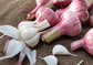 Stock Garlic Prices Slump, Fresh Garlic Prices Are Low supplier