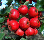 Factory Supply 10:1 Hawthorn Fruit, Hawthorn Fruit Extract Powder for overseas distributor