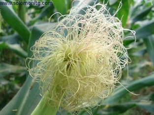 High quality 70%-90% Beta-sitosterol Corn Silk Extract --Zea mays L. -corn silk extract