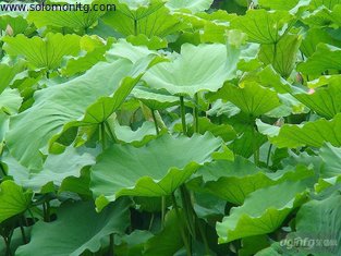 High Quaity and natural plant extract Lotus --Nelumbo Nucifera Gaertn. -Folium Nelumbinis