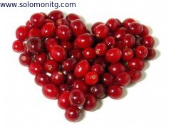 China High Quality Cranberry Fruit Extract --Vaccinium Macrocarpon L for healthcare ingredient application supplier