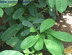 Wild Yerba Mate Extract Ilex paraguariensis yerba mate herb extract