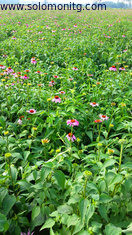 Cichoric Acid 1%,2%,3%,4%;Polyphenols echinacea purpurea extract in bulk-echinacea echinacea capsules echinacea