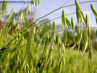 70% Beta-Glucan Natural Plant Extract Powder Oat Grass Extract /Avena fatua L