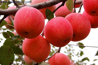 Popular In Netherlands Rich Experience Bulk Red Apple Fresh Fuji Apple