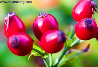 Rose Hips Extract Powder with 5%-20% Rose Polyphenols--Rosa rugosa Thunb.