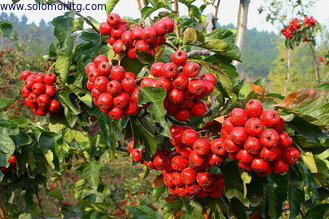 Chinese new harvest Hawthorn Fruit Extract,Hawthorn Extract,Hawthorn Berry Extract