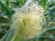 GMO Free Powder Corn Stigma Extract 0.5%-5% Sitosterol for healthcare ingredient