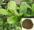 100% natural yerba mate extract powder with rich overseas wholesaling experience --Ilex paraguariensis