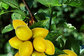 fine yellow green Powder 10%-50% oleuropein/olive leaf extract --Olea europea L.