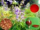 herb medicine / high purity 98% tanshinone I salvia miltiorrhiza extract