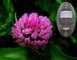 GMP&ISO 100% natural isoflavones 8%, 20%, 40% red clover extract benefits