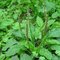 Pure Natural Plantago Asiatica Extract --plantago asiatica  for healthcare ingredient