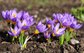 Women's Beauty Product 100% Natural Saffron Extract --Crocus sativus