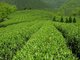 top quality 100% pure natural tea polyphenol-- Gamelliasinensis O. Ktze