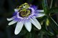 100% natural passiflora caerulea extract-- Passiflora incarnata L.
