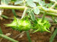 Herb Medicine tribulus terrestris extract-- Tribulus terrestris L.Saponins 40%, 60%,90%,95% tribulus terrestris p.e. /Tr
