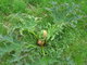 organic rhubarb extract emodin 5% -- rhubarb pieplant,Rheum officinale baill