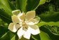 high quality magnolia bark extract powder --Magnolia officinalis Rehd.et Wils.