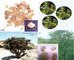 Factory Supply Boswellia Extract25% Powder frankincense extract powder