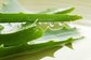 Herb Medicine Aloe Barbadensis Leaf Extract-Aloe barbadensis Mill For Cosmetic Material