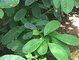 Wild Yerba Mate Extract Ilex paraguariensis yerba mate herb extract
