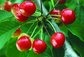 Pure Natural Cherry Extract/Free sample from ISO factory VC 17% 25% Acerola cherry extract powder