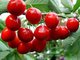 Pure Natural Cherry Extract/Pure Natural Acerola Cherry Extract