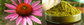 pure natural Echinacea extract with 4%-8% Polyphenols/echinacea extract echinacea