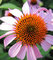 high quality 4% Poly-phenols Echinacea Extract /echinacea extract echinacea echinace