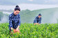 buy green tea: 2018 New Chinese Organic Green Tea-Hanzhong Maojian First Grade