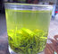 buy green tea: 2018 New Chinese Organic Green Tea-Hanzhong Chaoqing Third Grade supplier