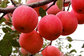 Popular In Netherlands Rich Experience Bulk Red Apple Fresh Fuji Apple