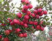 Fresh Red Delicious Apple Fruit Fresh Fuji Apple of Shaanxi, China