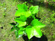 Common ivy Hedera helix herb ivy league extract /HederanepalensisK, Kochvar.sinensis
