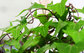 ISO/HACCP Factory Supply Hederagenin Hedera Helix Extract Chinese Ivy Stem Extract-10：1