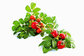 Rose Hips Extract Powder with 10:1/5%-20% Rose Polyphenols/Vitamin C 5-17%