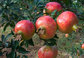 100% Natural Punica granatum Pomegranate Hull Extract With 90% Ellagic Acid Gray Powder