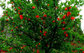 100% organic Punica granatum/pomegranate extract - Ellagic Acid: 40%, 50%, 90% (HPLC) Polyphenols supplier