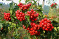 High quality 5% Flavones/ Hawthorne Berry ExtractHawthorne Berry Extract