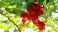 High Quality Brown Powder Extract Of Hawthorn Berry-- Crataegus pinnatifida Bge. supplier