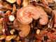 Nature health food Reishi Mushroom extract,anti-cancer triterpene & polysaccharides reishi
