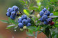 Super Antioxidants 100% Natural Plant Extract 25% anthocyanins European Bilberry Extract