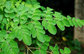 high quality moringa oleifera leaf powder import China products